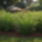 Lush green lawn in Alabama showcasing various grass types