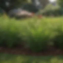 Lush green lawn in Alabama showcasing various grass types