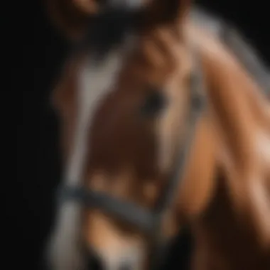 Research findings on Polyglycan's efficacy in horse health.