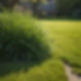 Healthy lawn with vibrant grass