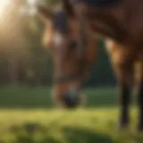 A healthy horse grazing in a lush pasture