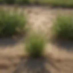 Close-up of sand burr weed in a field