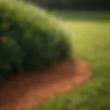 Close-up of Scotts GrubEx granules on a lawn surface