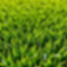 A lush, green lawn showcasing various grass types
