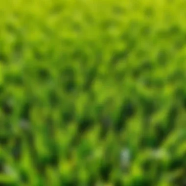 Exploring Different Grass Types for Your Lawn A lush, green lawn showcasing various grass types