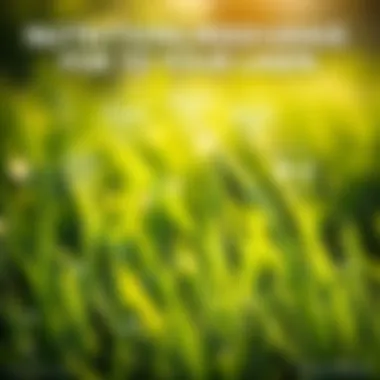 Nutritional Requirements for Healthy Grass Growth Infographic illustrating grass nutritional needs