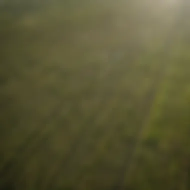 An aerial view of well-maintained sod fields in Panama City.