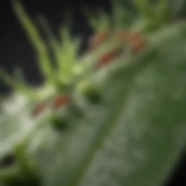 Understanding Aphid Infestation Aphids on a plant leaf