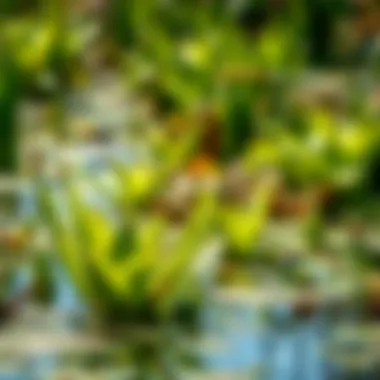 Lush aquatic plants in balanced ecosystem