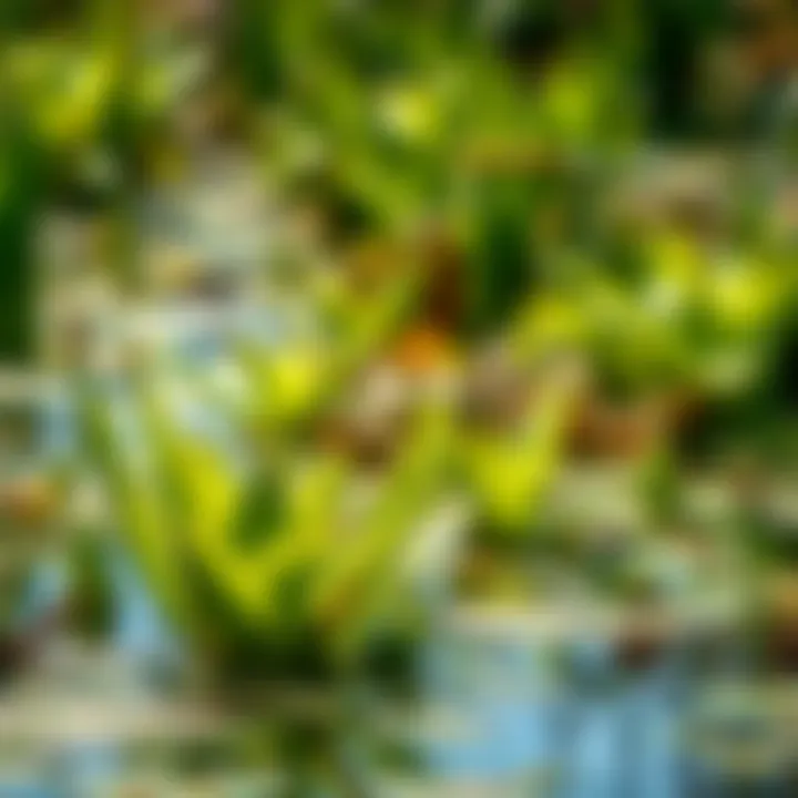 Lush aquatic plants in balanced ecosystem