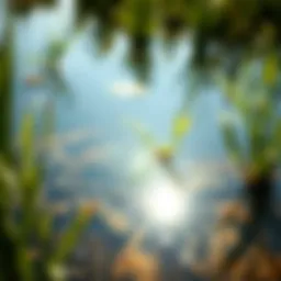 Clear water reflecting surrounding vegetation
