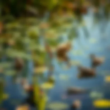 Healthy pond with diverse wildlife