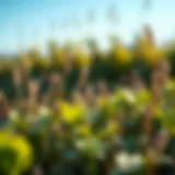 Close-up of common broadleaf weeds in a spring garden setting