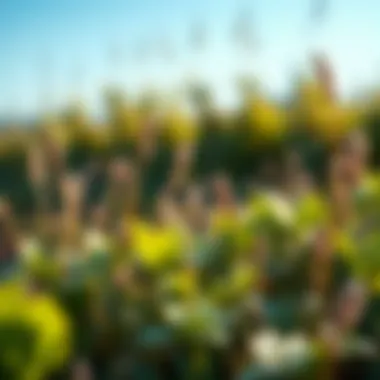 Close-up of common broadleaf weeds in a spring garden setting