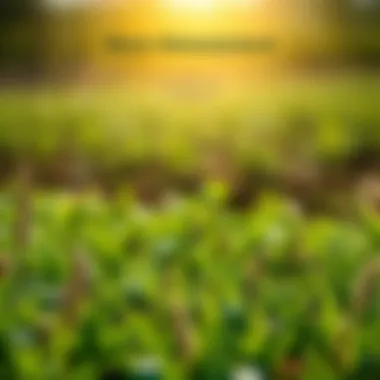 Diagram showing cultural practices for weed management