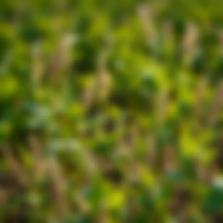 Visual representation of crop health impacted by broadleaf weeds