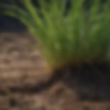 Healthy Bermuda Grass Roots Close-up of healthy Bermuda grass roots in well-prepared soil