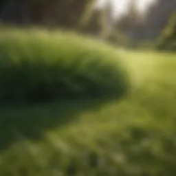 Lush green lawn showcasing optimal grass density