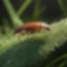 Close-up of chinch bugs on grass blades