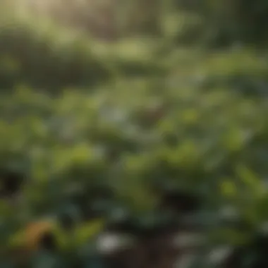 Close-up of diverse tea leaves ready for harvest