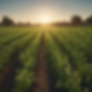 A lush field of lentils flourishing under the sun