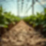 Advanced research in biological pest control