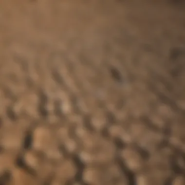 Drought's Devastating Impact on Crop Health Drought-affected farmland showcasing cracked soil and wilting crops