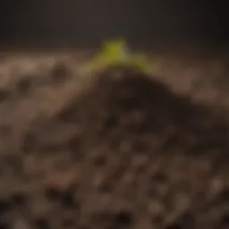 Ammonium compounds enriching soil