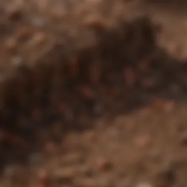 Enhanced Soil Health with Worm Castings Visual representation of enhanced soil health due to worm castings