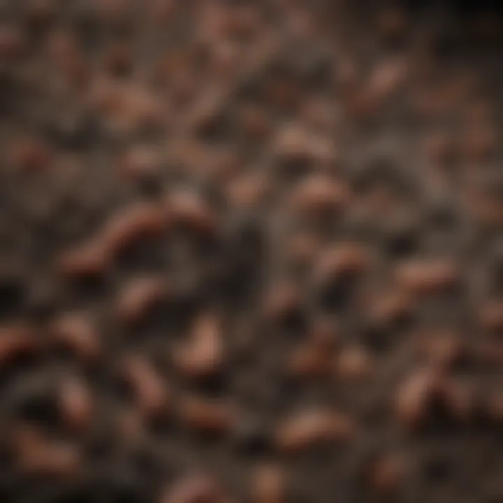 Close-up view of worm castings highlighting their texture and quality