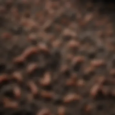 Quality Worm Castings Close-up view of worm castings highlighting their texture and quality