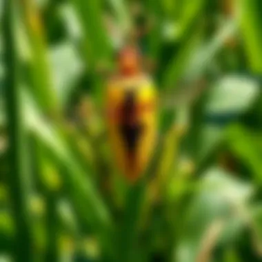 Illustration of common pests in corn fields