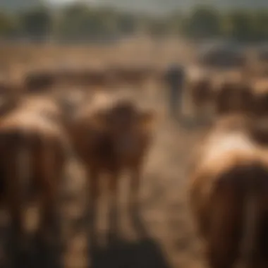 The Role of LA200 in Cattle Management Summary The Role of LA200 in Cattle Management Summary