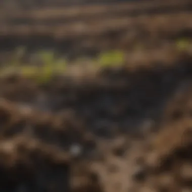 Healthy Soil from Muck Practices Healthy soil enriched through muck practices