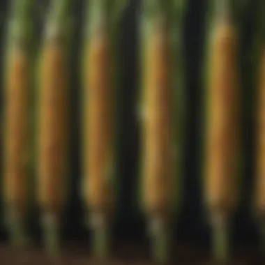 Impact of Nitrogen Timing on Corn Yield Comparison of corn yield with varied nitrogen application schedules