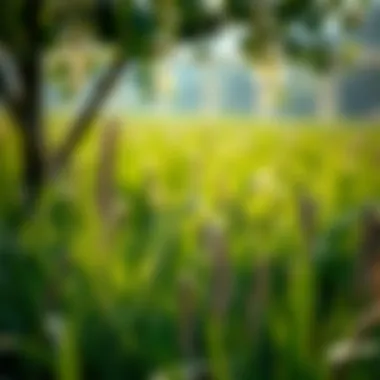 Traditional Ecological Knowledge and Its Role in Modern Agriculture Introduction