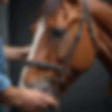 Veterinary Application of Ichthammol A horse being treated with ichthammol ointment by a veterinary professional