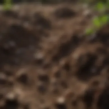 The Importance of Soil Health Close-up of healthy soil with organic matter