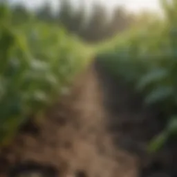 Close-up of healthy crops demonstrating resilience