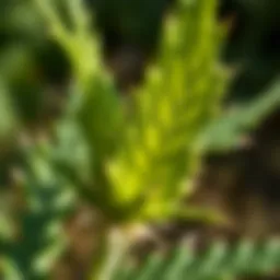 Close-up of Canada thistle leaves showcasing their distinctive serrated edges