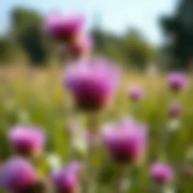 Canada thistle flowers in full bloom, illustrating their purple coloration