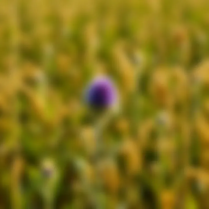 A field affected by Canada thistle, highlighting its invasive growth pattern