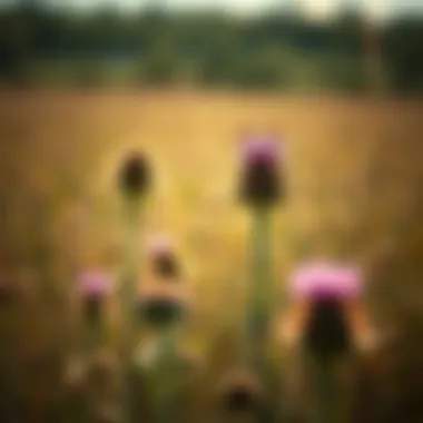 Integrated pest management techniques applied in a field infested with Canada thistle