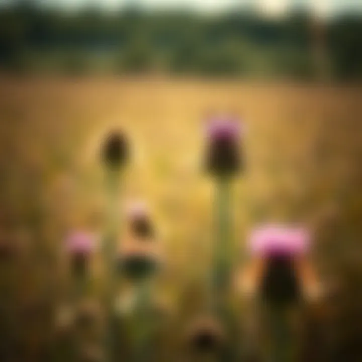 Integrated pest management techniques applied in a field infested with Canada thistle