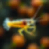 Nutritional profile of copepods