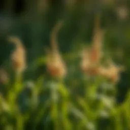 Understanding Drive XLR8 Herbicide and Its Application Against Crabgrass Introduction