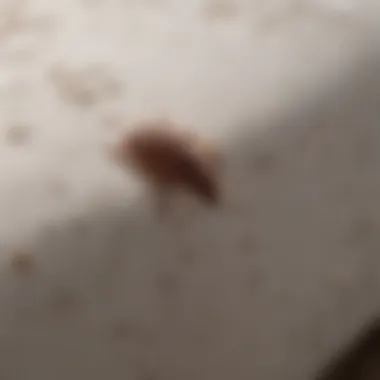 Illustration of bed bug infestation in a mattress showing treatment application