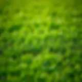 A lush fairway lawn showcasing diverse grass species