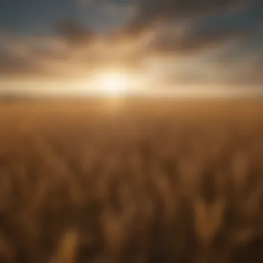 Diverse Landscapes of GM Wheat Cultivation Visual representation of GM wheat fields with diverse landscapes