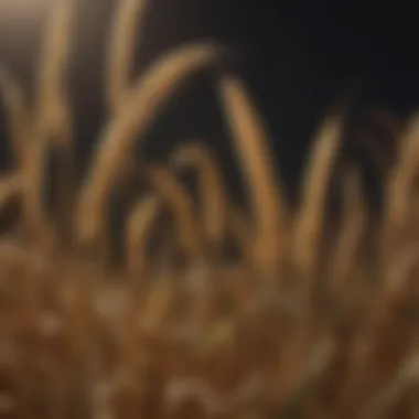 Scientific Advancements in GM Wheat Technology Graph illustrating the scientific advancements in GM wheat technology